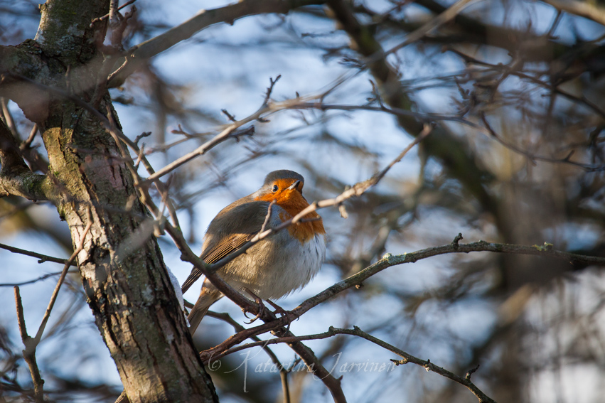 20130312164115-2 puffed up robin in the winter